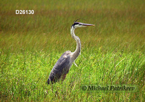Great Blue Heron (Ardea herodias)